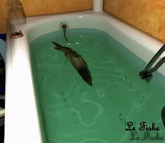 Le Fishe Swimming in its natural environment